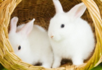 Год белого кролика по восточному календарю. Символ 2011 года
