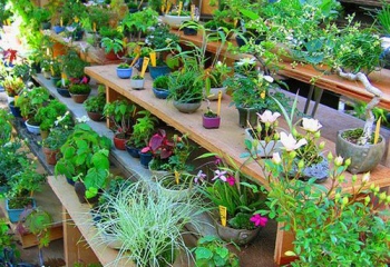 Как выращивать комнатные растения