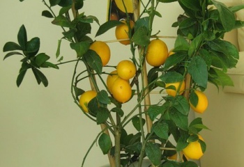 Как вырастить лимон из семечка