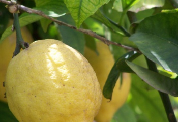 Как пересадить лимон