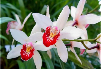 Как удобрять орхидеи