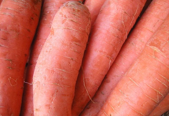 Как хранить морковь в зиму