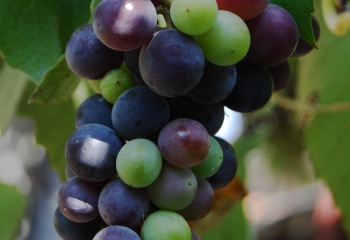 Как сохранить виноград