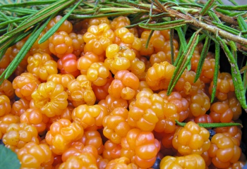 Рецепты из морошки. Полезные свойства северной ягоды