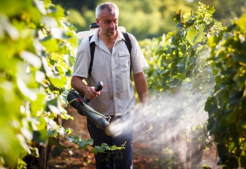 Обработка винограда: избавляемся от болезней
