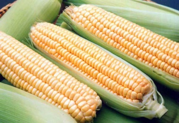 Как правильно выбрать кукурузу в початках