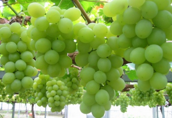 Как защитить виноград от ос: самые эффективные методы 