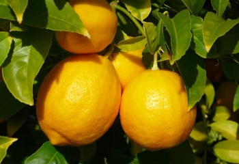Какие существуют сорта лимонов 