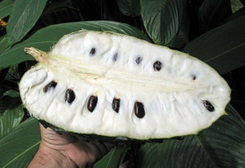 Гуанабана: польза экзотического фрукта 