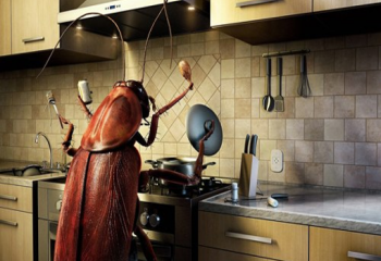 Защита от тараканов: народные средства от вредных насекомых 