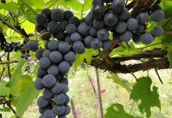 Когда сажать виноград 