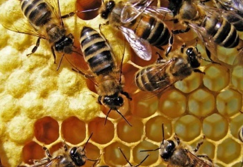 Что такое белый мед