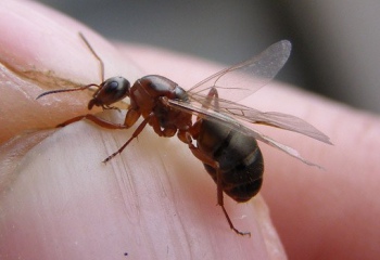 Как избавиться от крылатых муравьев