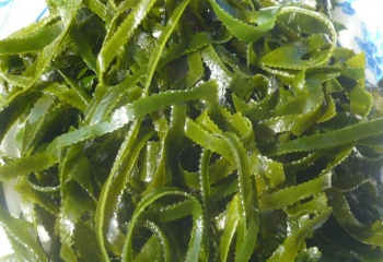Какими свойствами обладает морская капуста