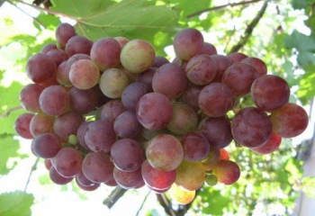 Полезные свойства винограда Лидия