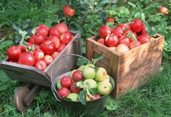 Как делать моченые яблоки