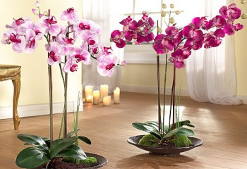 Как выпускает цветонос орхидея