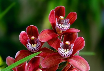 Чем подкормить засыхающую орхидею