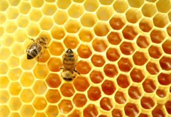 Как применять пчелиный воск