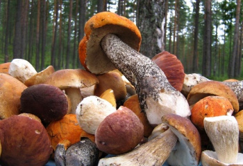 Как переработать грибы