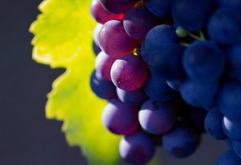 Как бороться с осами на винограднике 