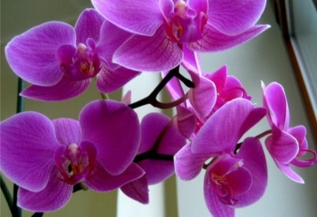 Когда цветет орхидея