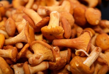 Почему грибы считаются тяжелой пищей