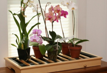 Можно ли вырастить орхидею в домашних условиях