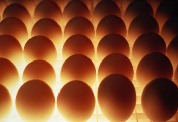 Как хранить куриные яйца