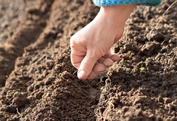 Как сажать семена для открытого грунта