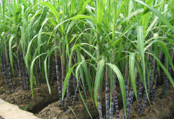 Как вырастить сахарный тростник