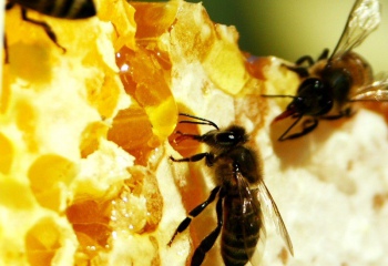 Пчелиные соты: вкусно и полезно
