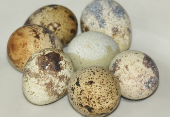 Сколько нужно варить перепелиные яйца 