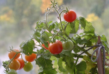 Как замедлить рост помидоров