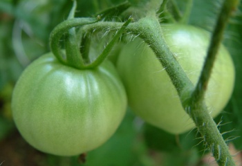 Что можно приготовить из зеленых помидоров