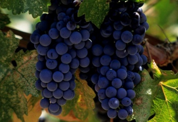 Насколько калориен виноград 