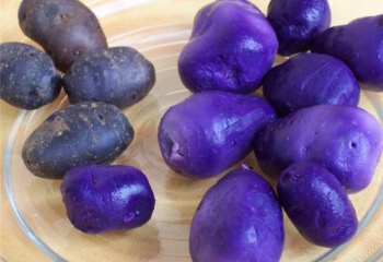 Чем полезен фиолетовый картофель