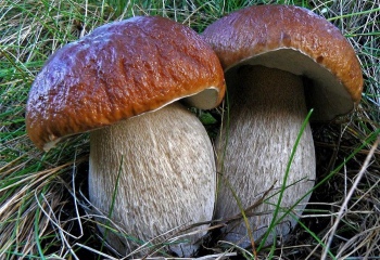 Сколько нужно варить белые грибы