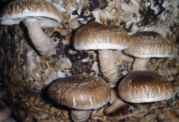 Чем полезны грибы шиитаке