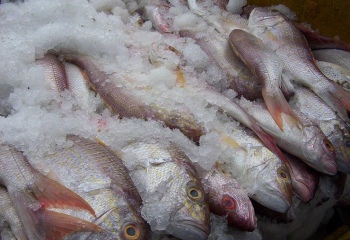 Сколько можно хранить замороженную рыбу
