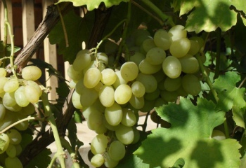 Как сушить виноград самому, чтобы получился изюм?
