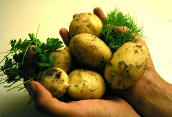 От чего зависит вкус картошки