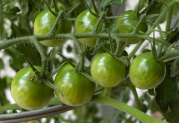 Как приготовить аджику из зеленых помидоров