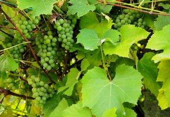 Как подготовить виноградные листья