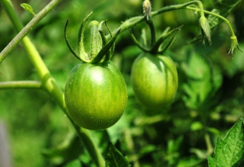 Как варить варенье из зеленых томатов 