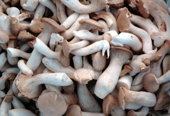 Чем полезны грибы