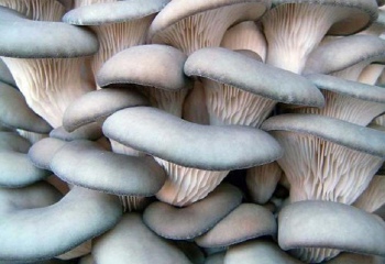 Что нужно для выращивания грибов дома