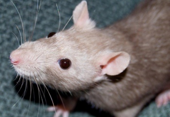 Как защитить свой дом от мышей