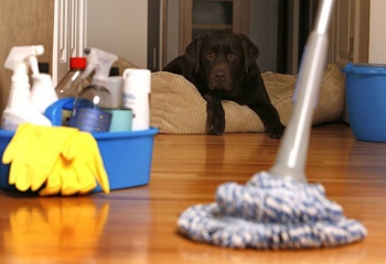 Как сделать дом чистым