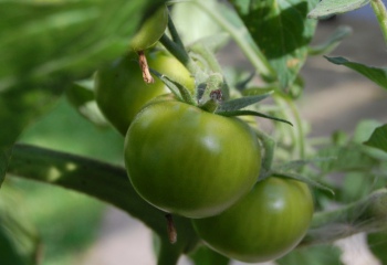 Как приготовить зеленые помидоры